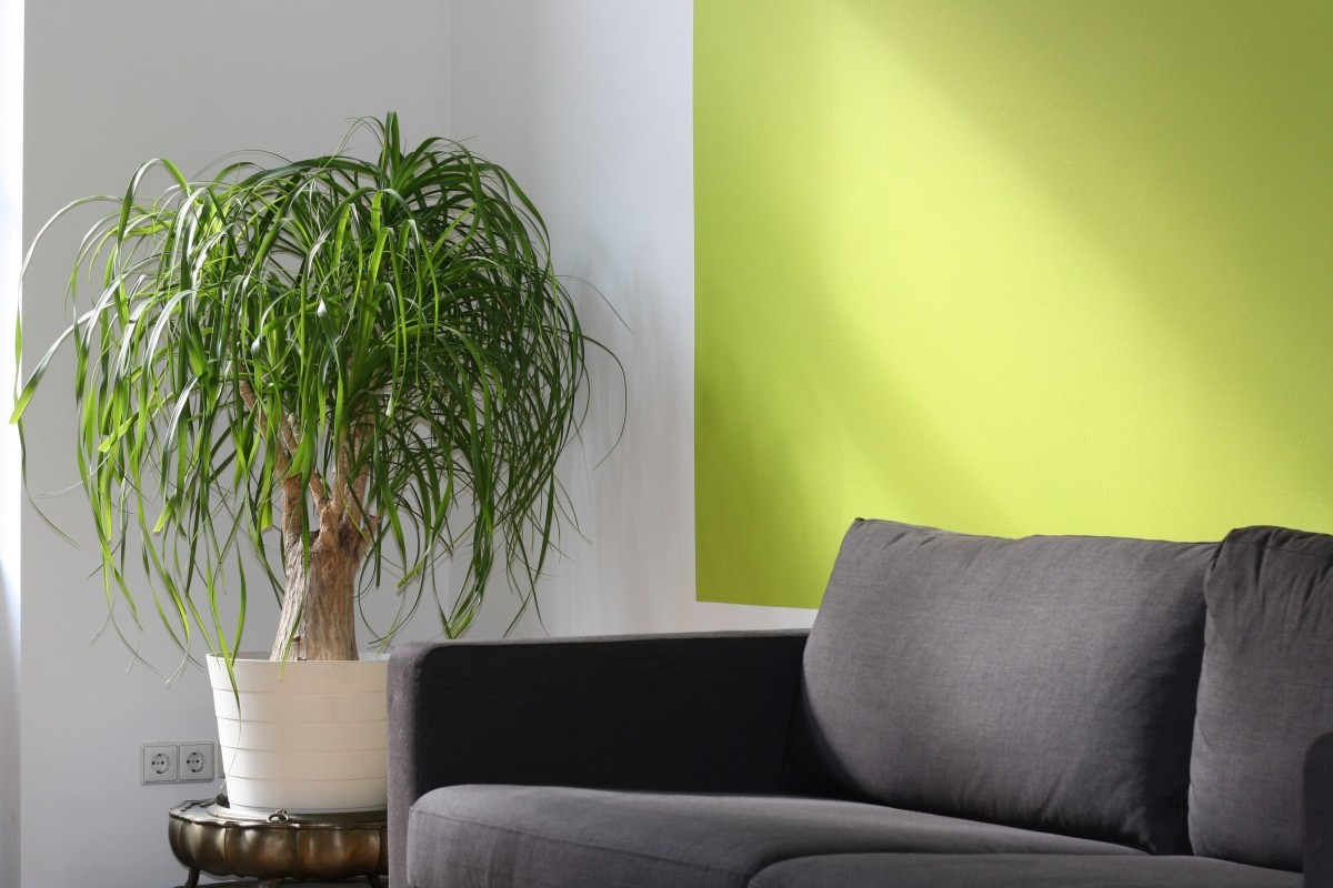 Sofa and a leafy plant in a quiet seating area